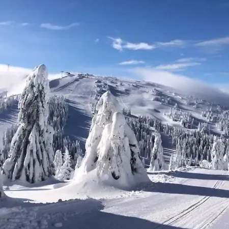 Sunny Kop Cardaci * Kopaonik