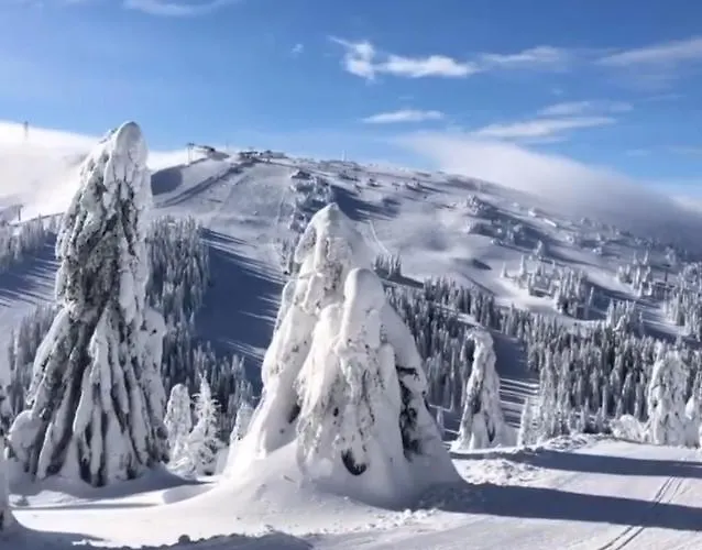 Sunny Kop Cardaci * Κοπαόνικ